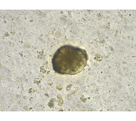 AVE 562 Analizzatore Automatico delle Feci