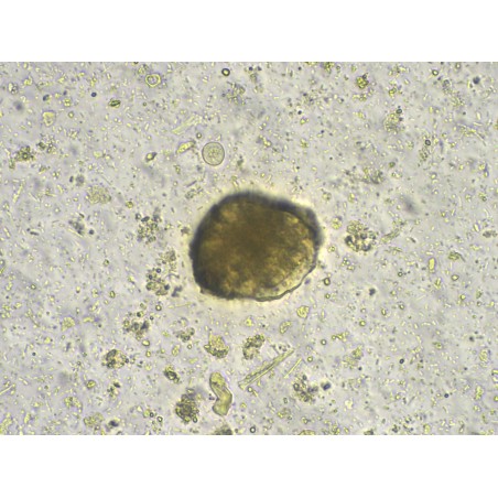 AVE 562 Analizzatore Automatico delle Feci